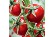 Миноприо F1 - томат индетерминантный, 250 семян, Clause Франция фото, цена
